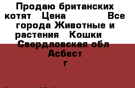 Продаю британских котят › Цена ­ 30 000 - Все города Животные и растения » Кошки   . Свердловская обл.,Асбест г.